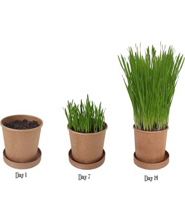 Organic Pet Grass Grow Kits by Cat FurNature - Natural Indoor Cat Grass for Fresh, Healthy Pets - Buy Online on GoSupps.com