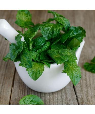 Alpi Nature Menthe Verte Tisane BIO 100g bio Feuilles de Menthe Verte S ch es et Coup es Spearmint Tea - Buy Online on GoSupps.com