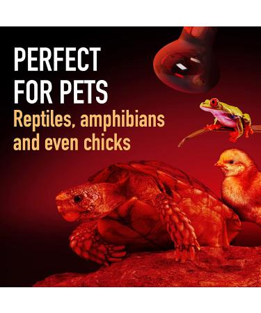 2-Pack 75W Infrared Heat Lamp Bulb for Reptiles - Red Heat Lamp for Enclosures - Keep Your Pets Warm - Buy Online on GoSupps.com