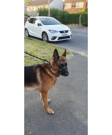 No More Pulling! Anti-Pull Field Figure 8 Halter - One Size Fits All, Super Soft Braided Nylon - Green-Black - Buy Online on GoSupps.com