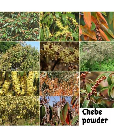 Buy Africa Croton Tree Seeds Extract (Chebe Hot Oil) - Strengthen Scalp & Hair Roots | Croton gratissimus  - Buy Online on GoSupps.com