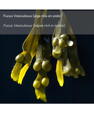 B D. Bullon Anti-cellulite body cream from algae to prevent and combat cellulite 500 ml - Buy Online on GoSupps.com