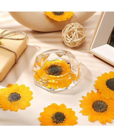 48 Pcs Mini Real Dried Sunflowers for Crafts - Yellow Sunflower Petals for Jewelry, Soap Making, DIY Art - Pressed Flowers for Resin and Scrapbooking - Buy Online on GoSupps.com