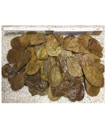 100 pieces of sea same tree leaves 6-9cm + many free ( 50gr) nano size now new for the small - lightning shipping in the box carefully selected