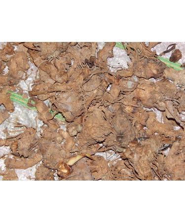 deal Dry Kali Haldi Black Turmeric Sprouting Seed for Pooja 7Pcs 50g Zarambad E zhu Curcuma zerumbet Roxb Shati Puthupalashika Narkachoor Turmaric Curcumin Narkachur Kali Haldi Nar Kachur Nar Kachoor Black Turmeric Haridra kali haldi narkachur kachur- kac - Buy Online on GoSupps.com