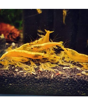 GARNELEN4YOU Feed Line Allrounder Bundle Premium Shrimp Food Sustainable Packaging Made in Germany Hokkaido Nettle Dandelion for Shrimps Crayfish and Snails - Buy Online on GoSupps.com