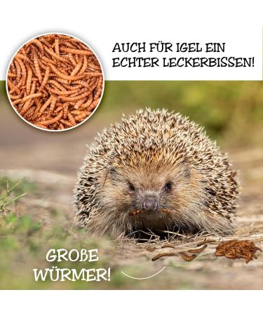 Flourworms Dried 1kg - Premium Insect Snack for Birds Fish Reptiles & Rodents | All-Year-Round Bird Feed & Squirrel Food - 6.5L (1 Pack) - Buy Online on GoSupps.com