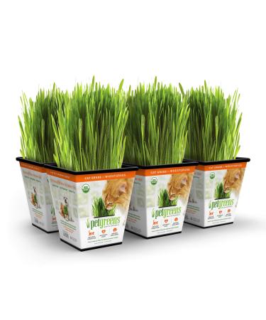 Bell Rock Growers Pet Greens Live Original Pet Grass, 15 By 11 By 7-Inch, 6-Pack