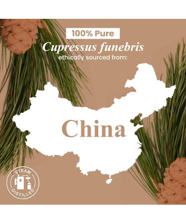 Handcraft Blends Earthy Cleanse Set: Tea Tree and Cedarwood Essential Oils (2 x 4 Fl Oz) 100% Pure & Natural for Diffuser Aromatherapy and DIY Projects - Buy Online on GoSupps.com