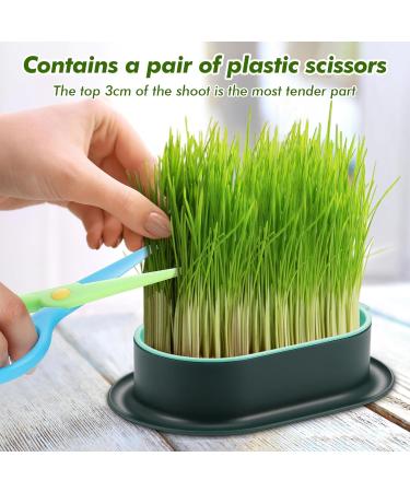 Hejo 2 PCS Cat Grass Seed Tray Plant Bowls for Cat Grass Catnip Cat Grass Box with 1 Plastic Scissors Plastic Soil Free Cat Plant Planting Box for Planting Cat Grass - Buy Online on GoSupps.com