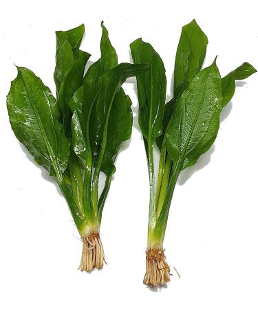 2 x Echinodorus Bleheri Live Aquarium Plant Amazon Sword - Buy Online on GoSupps.com