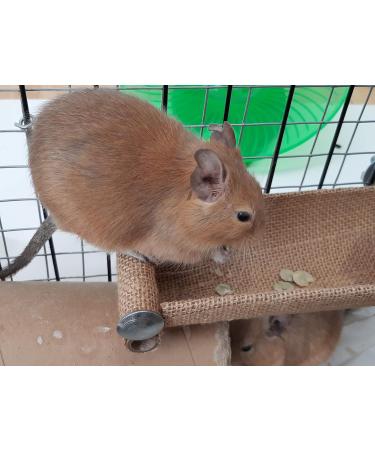 Totally Degu Pea Treats - Buy Online on GoSupps.com