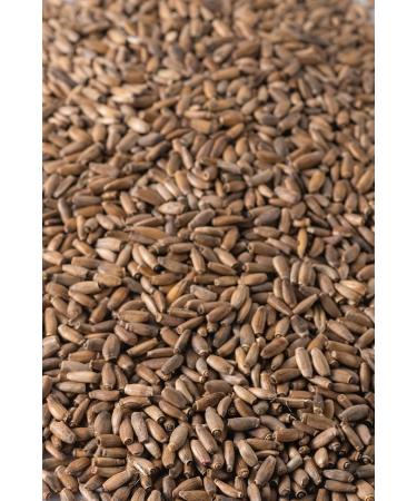 Biojoy Organic Milk Thistle Seeds Whole - 500g for Herbal Tea | Silybum Marianum - Natural Health Benefits - Buy Online on GoSupps.com