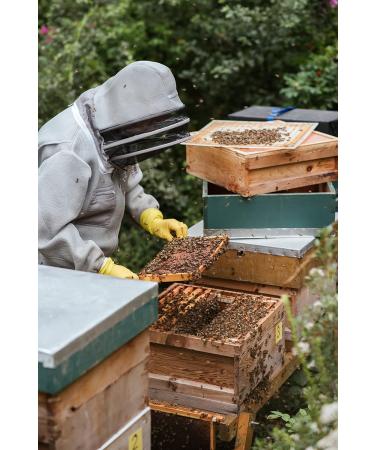 Organic lavender honey raw from ImkerPur not centrifuged or heated contains pollen beeswax and other natural ingredients - Buy Online on GoSupps.com