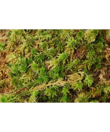 Fresh Sphagnum Moss Live 5 kg - Ideal for Orchids & Terrariums | Premium Quality eCommerce Shipping Internationally - Buy Online on GoSupps.com