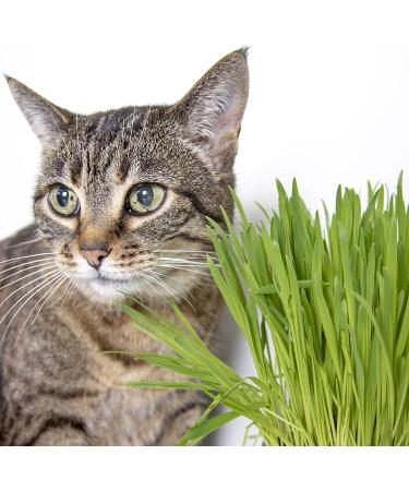 SmartyKat Sweet Greens Grow Kit for Cats & Kittens - Potting Soil & Container Included - Buy Online on GoSupps.com