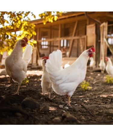 Ida Plus Gurlite Powder for Mite Control - Eco-Friendly Solution for Chickens Quail & Poultry - 250g Pack - More Effective than Pebbles - Buy Online on GoSupps.com