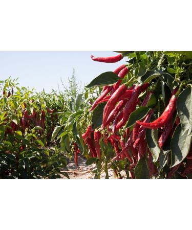 Hot + Sweet Smoked Paprika Powder 75g x2 D.O.P. - Pimenton de la Vera Alises (Hot + Sweet Paprika Powder) - Authentic Spanish Paprika Seasoning Sweet + Hot 75 g (Pack of 2) - Buy Online on GoSupps.com