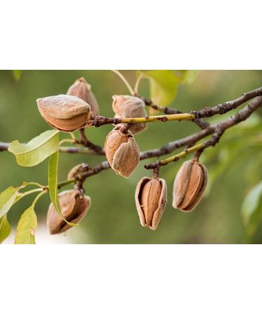 California Unblanched Almond Flour 1.5 lbs - Non-GMO, Natural Meal | Raw, Kosher, Vegan | Keto, Paleo Friendly - Buy Online on GoSupps.com