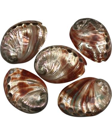 PEPPERLONELY 5PC Polished Red Baby Abalone Sea Shells - 2-3/4 to 3 Inch (99 Red Baby Abalone) - Set of 5 Shells - Buy Online on GoSupps.com