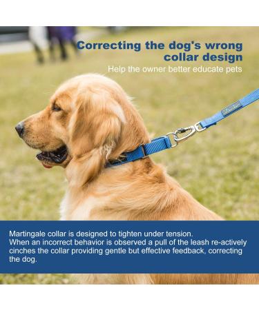 Dazzber Martingale Neck Band for Medium Dogs - Royal Blue No Pull No Escape Ideal for Training & Walking (Size M: 35.6-53.3 cm) - Buy Online on GoSupps.com