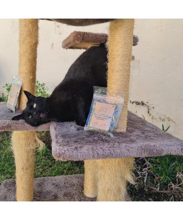 Skitcat Catnip 15g - Natural Catnip for Cats | Cat nip | Cat Treats | Extra Strong Sustainably Farmed Pesticide Free - Buy Online on GoSupps.com