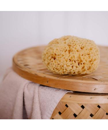 CROLL & DENECKE Natural Sponge 15 cm | Eco-Friendly & Sustainable | International Shipping Available - Buy Online on GoSupps.com