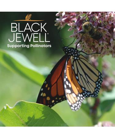 Black Jewell Hulless Popcorn Crimson Kernels for Popping. Pops White Non-GMO Heritage Kernel All Natural Snack with Antioxidants Whole Grain Gluten Free Gourmet Vegan 28.35oz (Pack of 1) - Buy Online on GoSupps.com