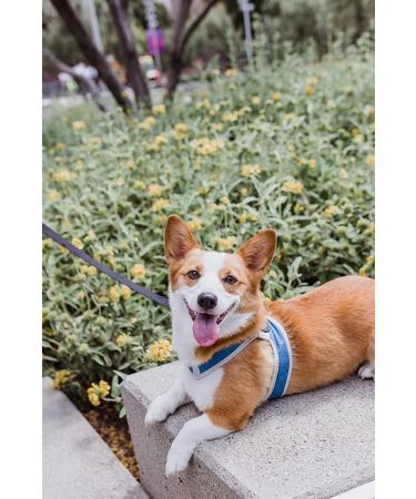 Gooby Simple Step in III Harness - Small Dog Vest Harness for Indoor & Outdoor - Blue, Small Chest (14.25-17) - Buy Online on GoSupps.com