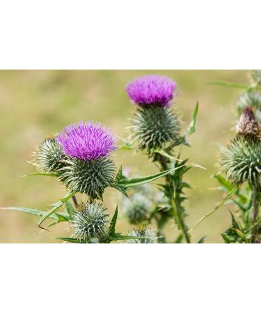 100% Pure Stone-ground Milk Thistle for Horses 1kg - Equine Detoxification immune support and liver health - Buy Online on GoSupps.com