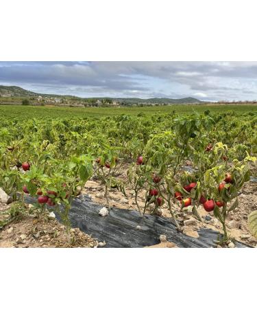 Vinativo Sweet Paprika - Ground 1kg | Premium Quality Gourmet Spanish Paprika Powder - Mild Flavor - Buy Online on GoSupps.com