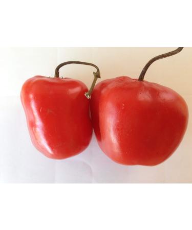 Pepper seeds 10 different varieties -- 100 seeds