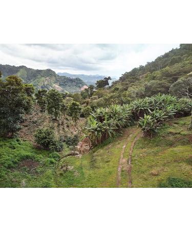 Organic Coffee Beans 100% Arabica 1 Kg Pack with Zip Nicaragua Jinotega Artisanally Roasted in France 100% Organic Farming Quality Coffee Satisfied or Refunded  - Buy Online on GoSupps.com