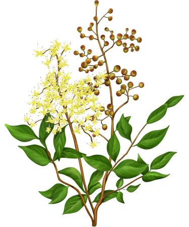 Logona Farbpflege Shampoo Henna 250 ml - Buy Online on GoSupps.com