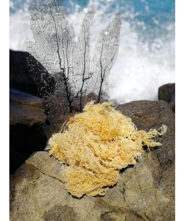 Premium Gold Sea Moss (Raw and Dried) | 50g(1.8oz) per Pack | 100% Organic | Natural Superfood for Health and Wellness - Buy Online on GoSupps.com
