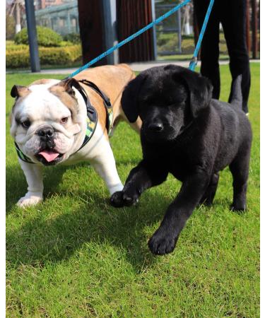 DDSCOLOUR Double Dog Leash Coupler No Tangle 360 Swivel Reflective Double Lead Dual Two Dog Lead Splitter fo Fits Small Medium Large Dogs 30 inch(Diameter:0.8-1.2cm) Blue 0.5"(1.2cm) Blue - Buy Online on GoSupps.com