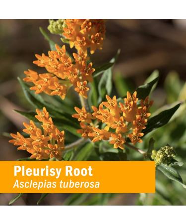 Herb Pharm Organic Pleurisy Root Extract - 1 Fl Oz (Pack of 1) | Respiratory Support - Buy Online on GoSupps.com