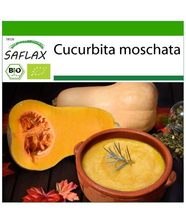 SAFLAX - ORGANIC - Squash - Butternut - 6 seeds - Cucurbita moschata