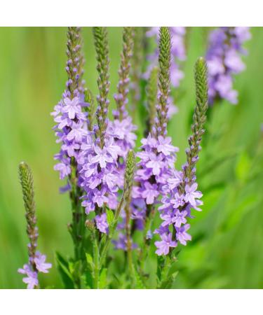  Alpi Nature Alpi Nature Organic Verbena Infusion 100 g organic Dried and Cut Verbena Leaves Loose Tea - Buy Online on GoSupps.com