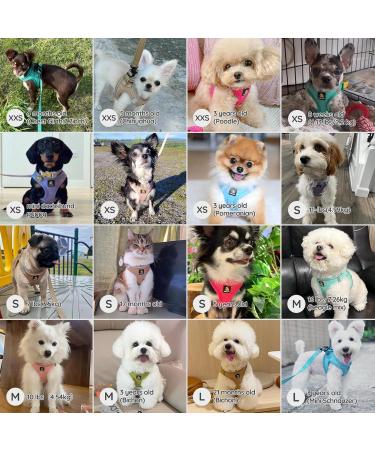 Shop Bella & Pal Small Dog Harness with Leash | Breathable Air Mesh Reflective Anti-Train | Perfect for Puppies & Cats | Mint Light Green (42-50cm) - Buy Online on GoSupps.com