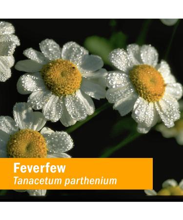 Herb Pharm Certified Organic Feverfew Liquid Extract - 1 Oz for Minor Pain Support | International Shipping Available - Buy Online on GoSupps.com