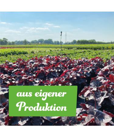 Buy Red Currant 'Jonkeer van Tets ' Standard Tree in Container - International Shipping Available - Buy Online on GoSupps.com