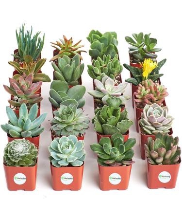 Shop Succulents | Unique Collection of Live Succulent Plants, Hand Selected Variety Pack of Mini Succulents | Collection of 20 20-Pack Succulent Packs