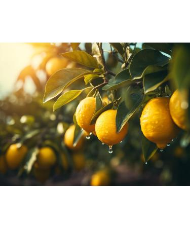 Harvessa Pickled Lemons 350g - Authentic Tunisian Salted Lemons for Vegan & Gluten-Free Cooking | Perfect for Moroccan Tajine & Couscous - Buy Online on GoSupps.com