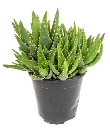 Succulents Plants Live Indoor Plants, Aloe Nobilis Plants Live Houseplants, Live Succulents Live Plants Indoor Succulent Plants, Indoor Plant Real Succulents Plants House Plants by Plants for Pets - Buy Online on GoSupps.com