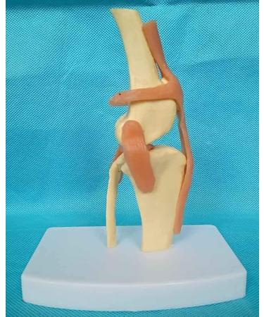 Knee Joint Model for Dogs/Dogs with Strap Animal Joint Skeleton Anatomical for Veterinary Lessons - Buy Online on GoSupps.com