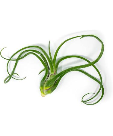 3 Giant Tillandsia Caput Medusae Air Plants - 6-8 inch - Live Indoor House Plants for Terrariums - Buy Online on GoSupps.com