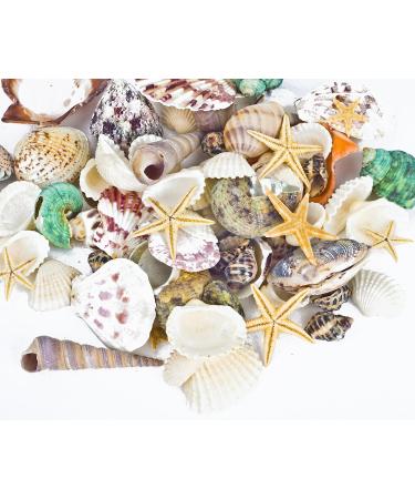 70+ pcs Famoby Sea Shells & Starfish for DIY Crafts & Beach Theme Decor - Buy Online on GoSupps.com