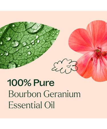Plant Therapy Geranium Bourbon Essential Oil 10 mL (1/3 oz) 100% Pure Undiluted Natural Aromatherapy Soothing Skincare and Emotional Balance Geranium Bourbon 0.34 Fl Oz (Pack of 1) - Buy Online on GoSupps.com