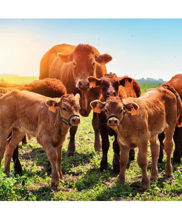 Nylon Livestock Cattle Keepers - Adjustable Chin & Throat Snap Holder for Horses Cows & Calves | Heiber Outdoors Training Accessories - Black - Buy Online on GoSupps.com